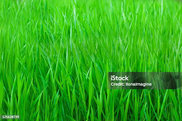 Green Grass Stock Photo - Download Image Now - Agricultural Field, Backgrounds, Beauty In Nature