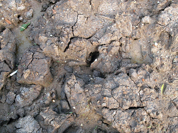 istock Cracked dry land without water 525631097