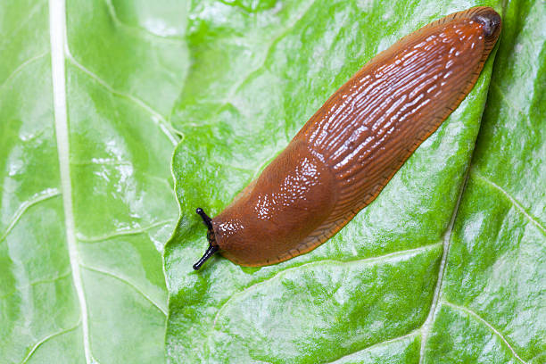 istock Slug on green leaves close up 525635667