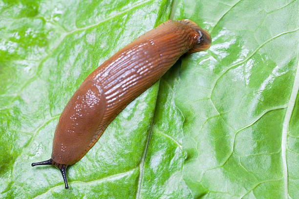 istock Slug on leaves close up 525636075