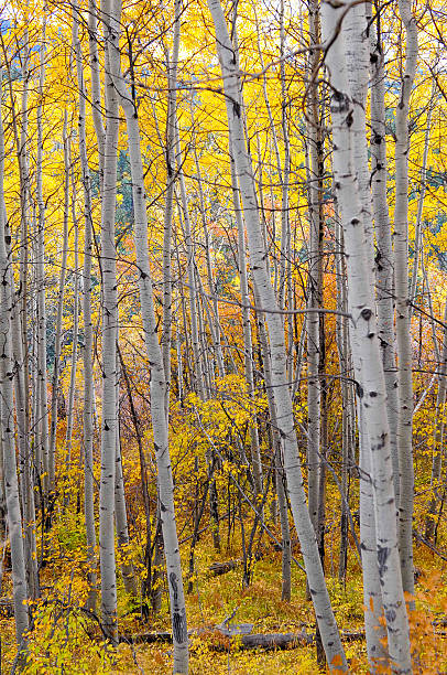 istock aspen autumn wood, colorado 525636095