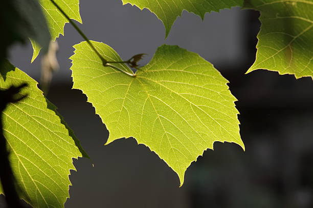 vine leaf stock photo