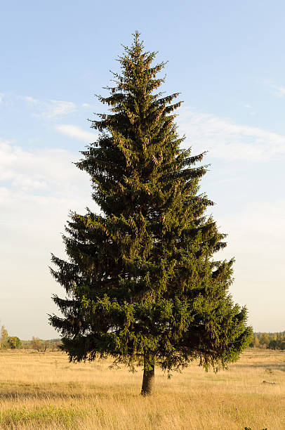 Single fir tree on the meadow stock photo