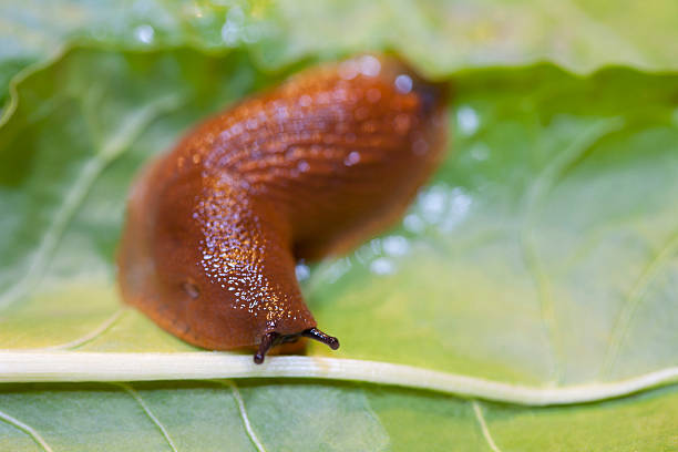 istock Close up of slug 525639623
