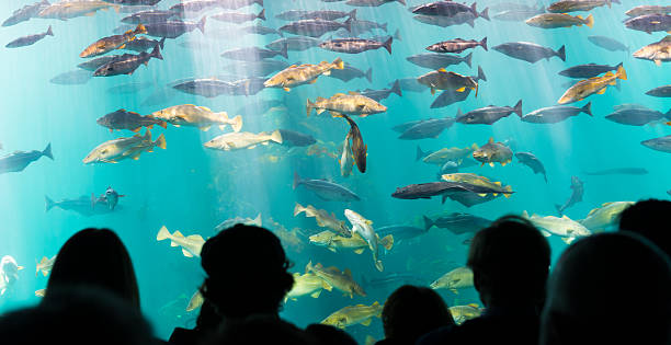 istock fishes in a aquarium 525641039