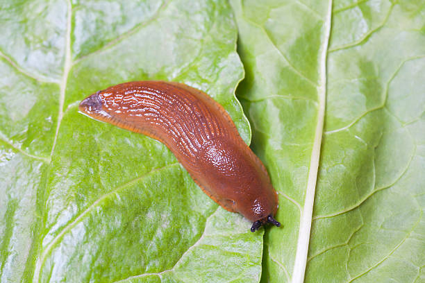 istock Birds eye view of slug on leaves 525641731