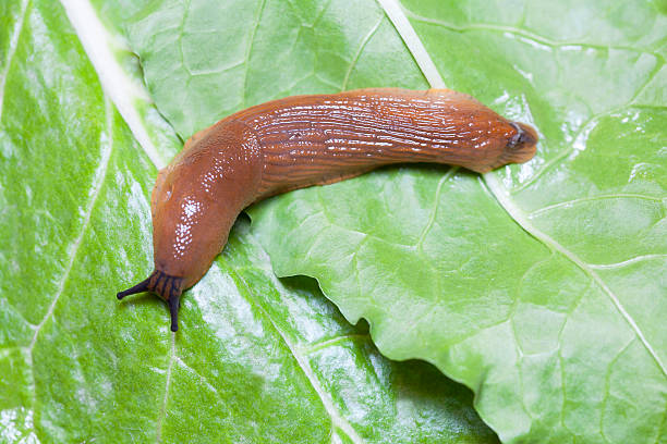 istock Close up of slug on leaves 525641737