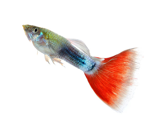 istock Beautiful Guppy Isolated on Black Background 525641773