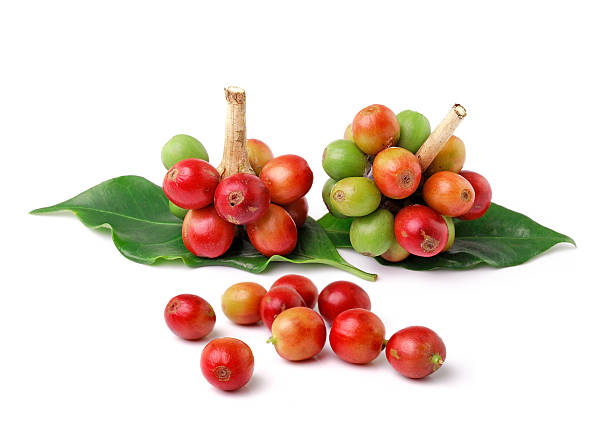 istock fresh coffee beans isolated on white background 525641779