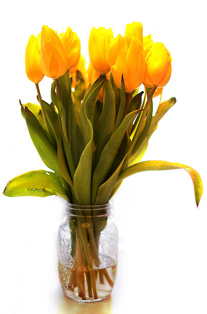 istock yellow tulips in vase 525642419