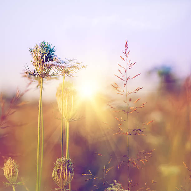 istock Beauty wild flowers on the meadow, environmental backgrounds 525642673