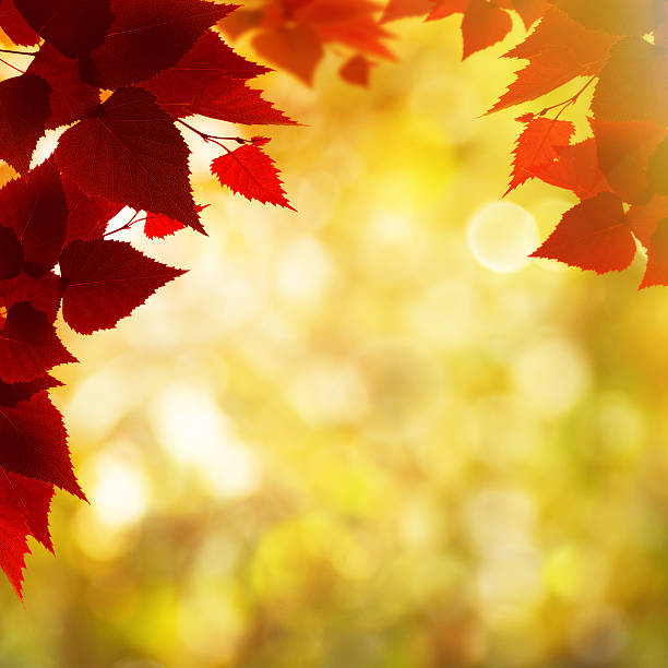 istock Abstract autumnal backgrounds with beauty bokeh and maple foliag 525642679