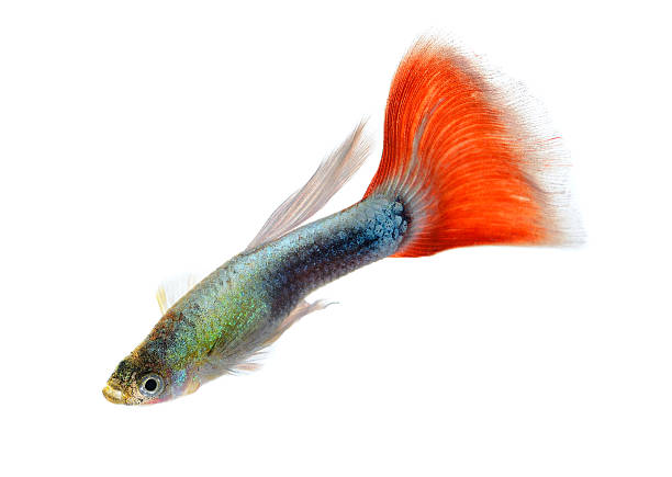 istock Beautiful Guppy Isolated on Black Background 525642963