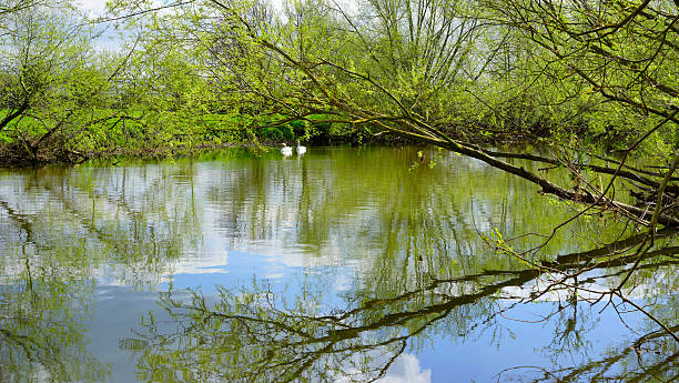 río, luz - uk beauty in nature worcestershire vale of evesham fotografías e imágenes de stock