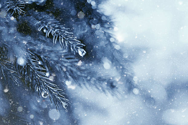 istock early winter in the forest, abstract natural backgrounds 525649465