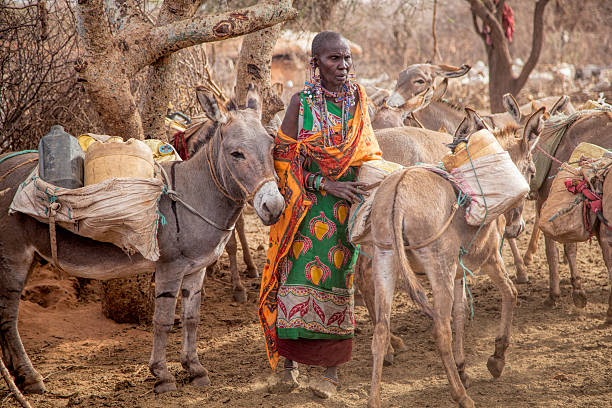 istock Maasai woman loading donkey to collect water. 525650911
