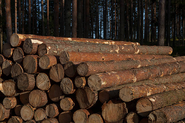 Pile of pine sawlogs See more commercial forest images: pine log state forest stock pictures, royalty-free photos & images