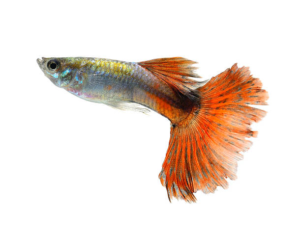 istock Guppy fish Isolated on white  Background 525652141