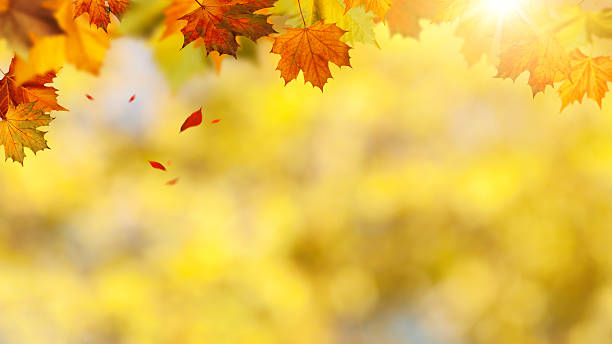 istock Autumnal banner with falling leaves for your design 525652321