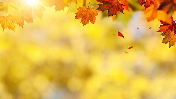 istock Beauty autumnal banner with falling leaves for your design 525652735