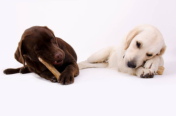 istock Labrador retriever - Golden retriever 525653017