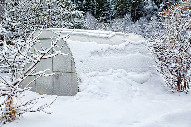istock Hothouse brought by snow in the winter 525653667