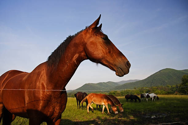 Horses in scenic Cades Cove in Great Smokey Mountains National Park, Tennessee