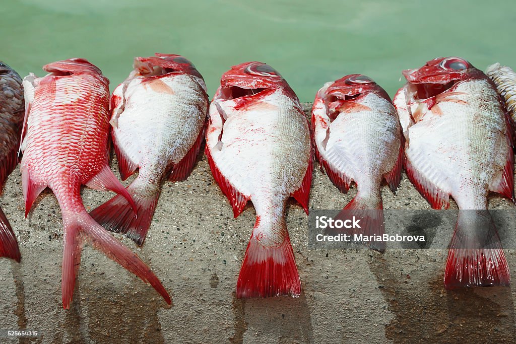 catch Bright coloured red reef fishes. Fisherman has just took his catch out of boat and cleaned it. Boca Chica, Dominican Republic. Animal Stock Photo