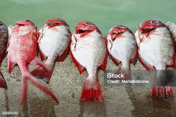 Catch Stock Photo - Download Image Now - Animal, Animal Fin, Animal Scale