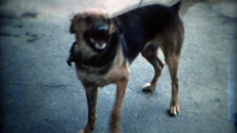 1969: Junkyard dog restlessly walking in circles chained up.