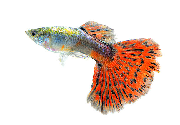 istock Guppy fish Isolated on white Background 525668691