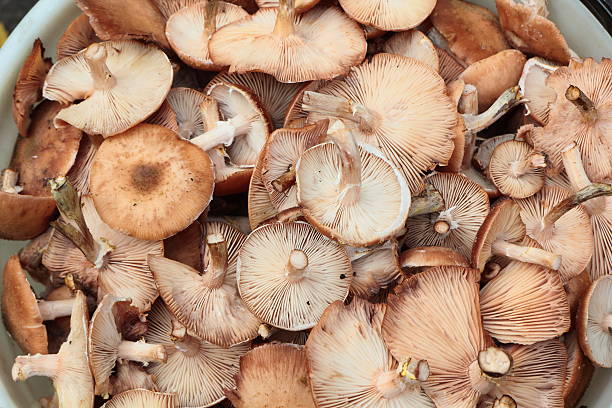 istock Bucket of mushrooms. 525669201