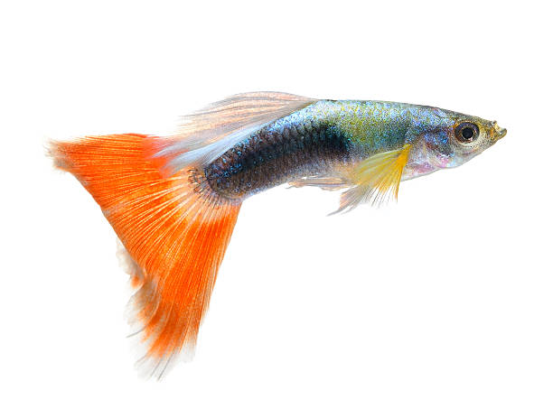 istock Beautiful Guppy Isolated on Black Background 525670027