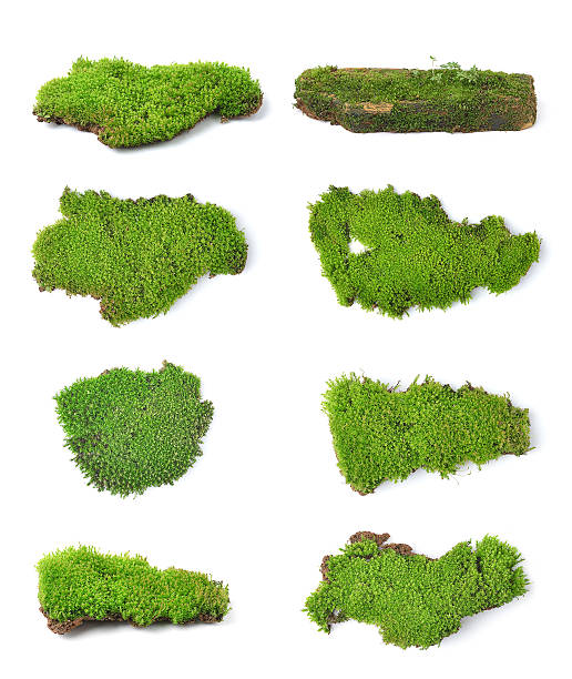 istock Green moss isolated on white bakground 525670381