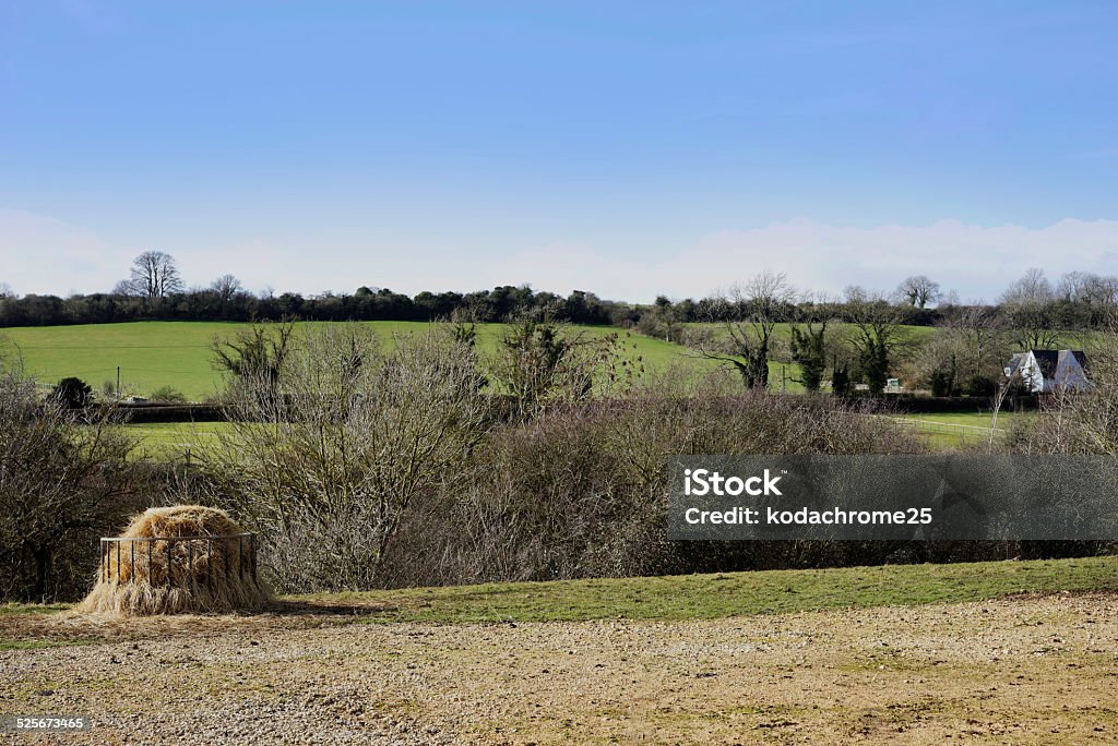 there are balls hay bales in a field on a farm - a view of hay bales after harvesting in a field on a farm in the countryside Agricultural Field Stock Photo
