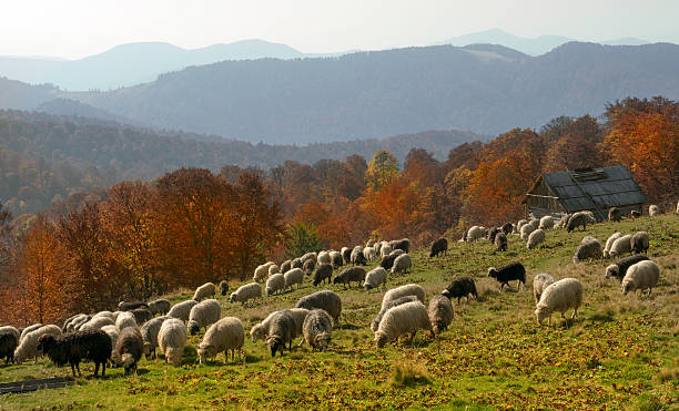 istock Transcarpathian pastures in autumn 525673489