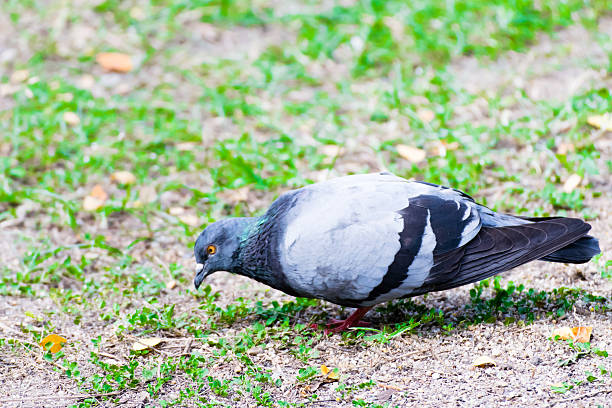 istock Hungry pigeon Find something to eat 525673695
