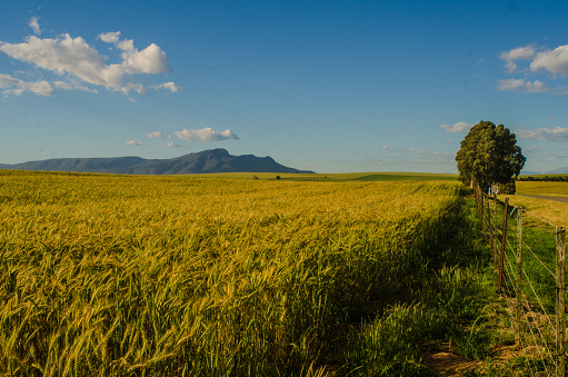 Wheat field with fence and tree and mountain in background.