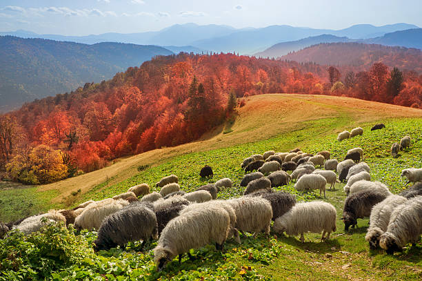 istock Transcarpathian pastures in autumn 525674017