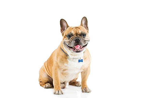 istock Front view of French bulldog 525675119