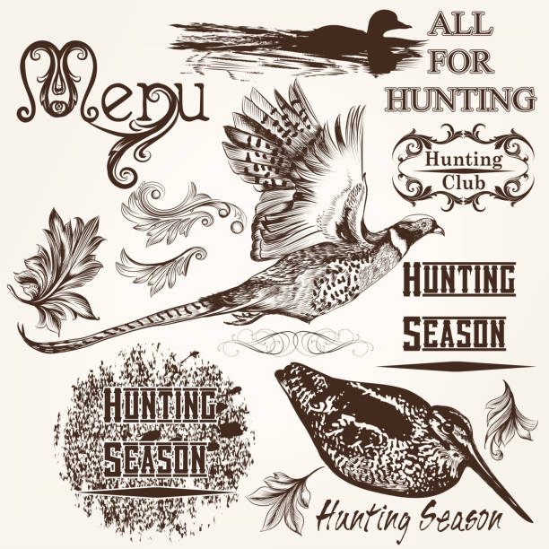 collection of vector hand drawn охота животных сезон design - pheasant hunter stock illustrations