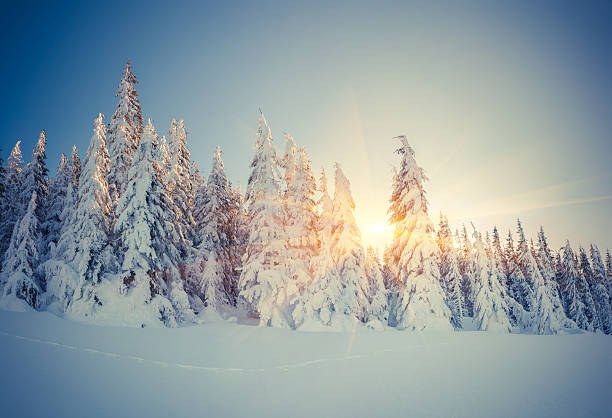 istock Beautiful winter landscape in the mountain forest. 525689811