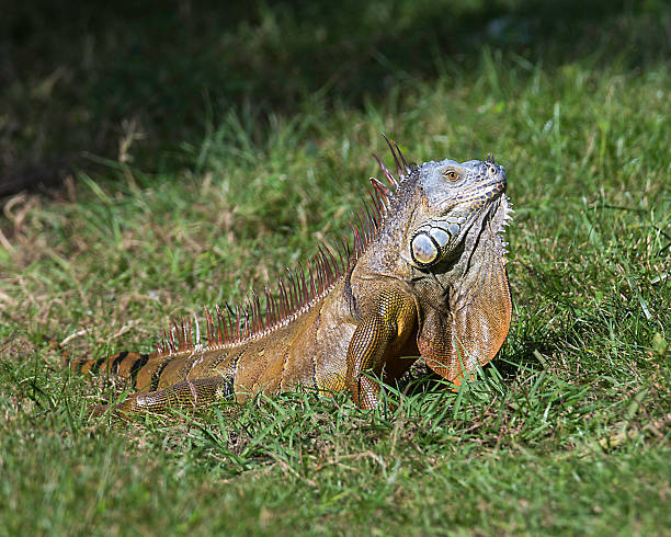 istock Iguana Sunning in the Grass 525689893