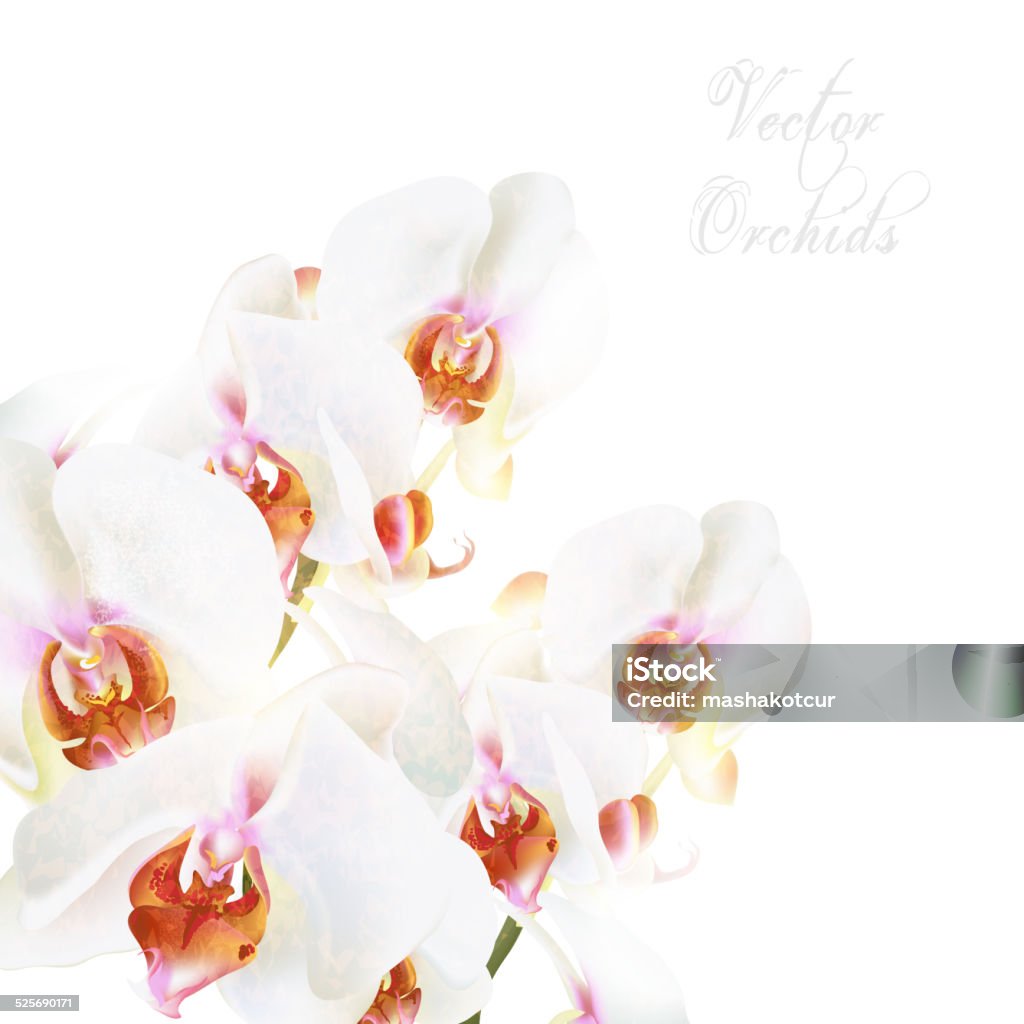 Beautiful vector white phalaenopsis orchids isolated on white Background with vector orchid flowers Art stock vector