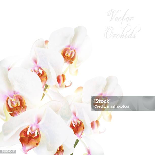 Beautiful Vector White Phalaenopsis Orchids Isolated On White Stock Illustration - Download Image Now