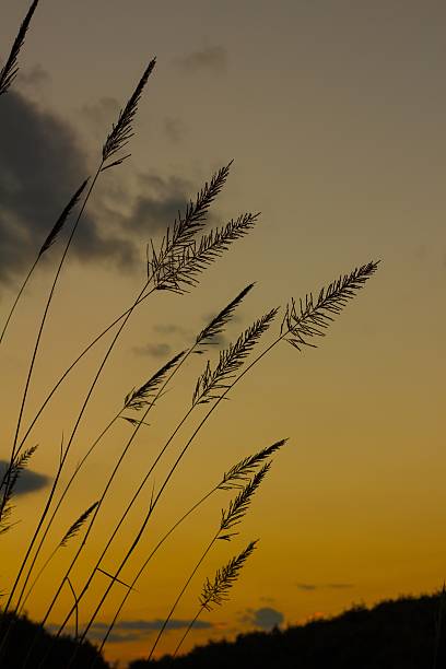 istock silhouette Fountain Grass flower against a sunset background 525690289