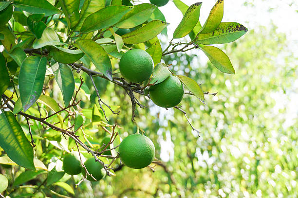 istock Fruits of lime on tree branch 525692627