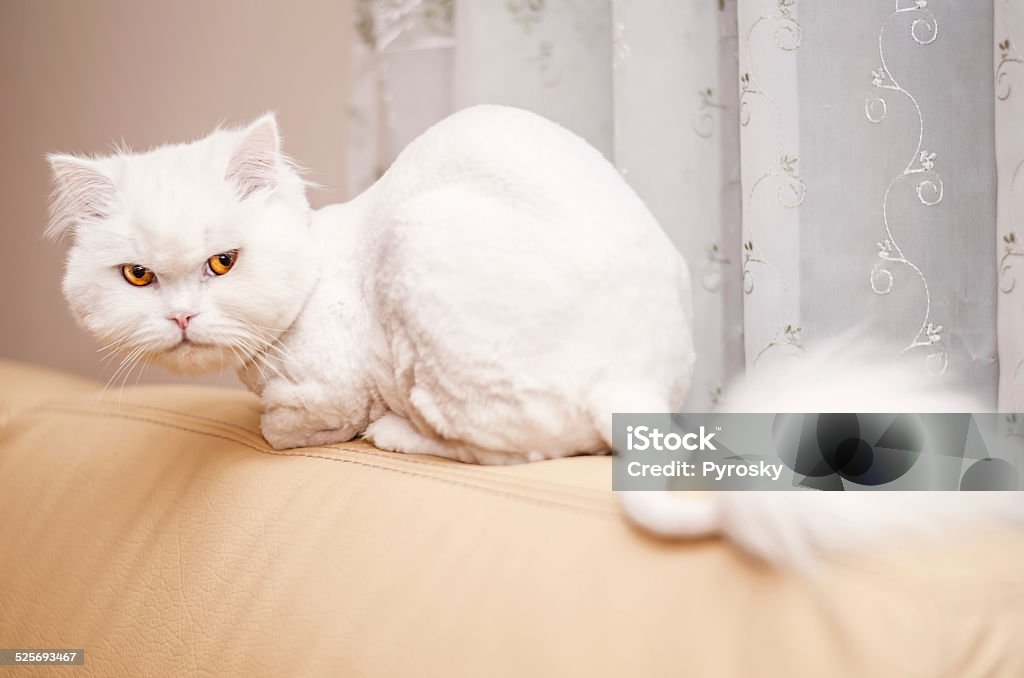 Gato persa blanco - Foto de stock de Acostado libre de derechos