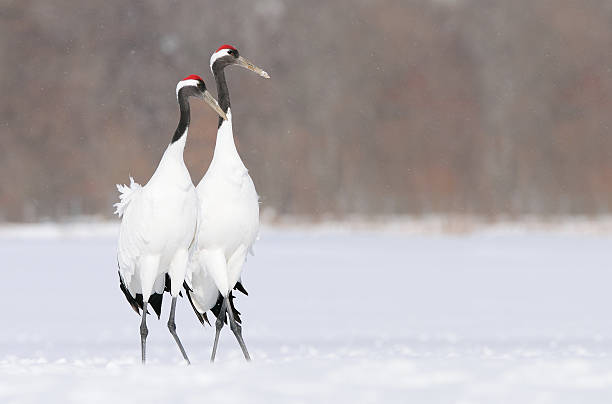 Body To Lean On Two Japanese aka Red Crowned Cranes on a snowy field in the Southeastern part of Hokkaido, Japan japanese crane stock pictures, royalty-free photos & images