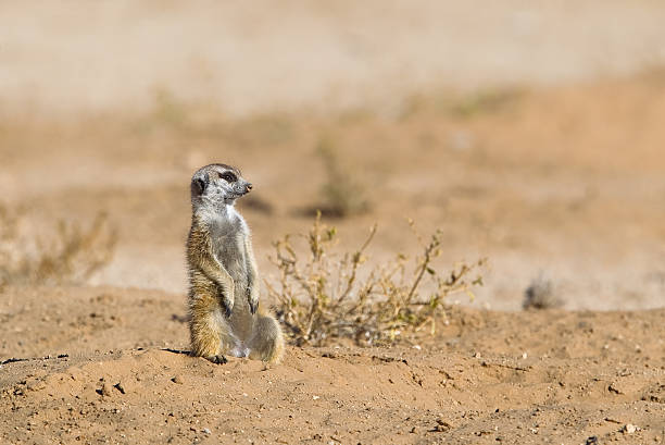 istock Meerkat sat upright in desert 525695553